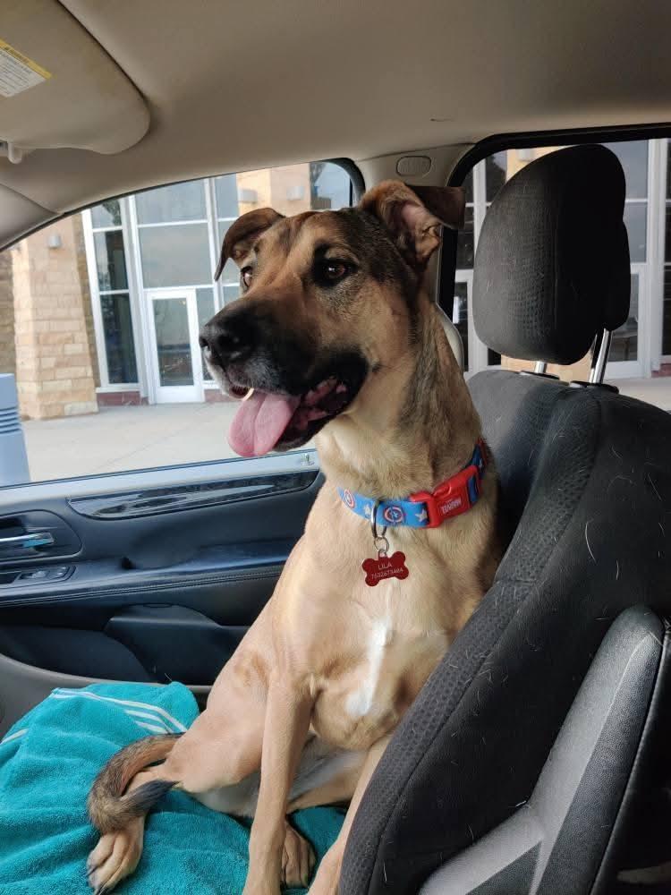 Lila, a Adoptable Black Mouth Cur in Anoka, MN image 1/6