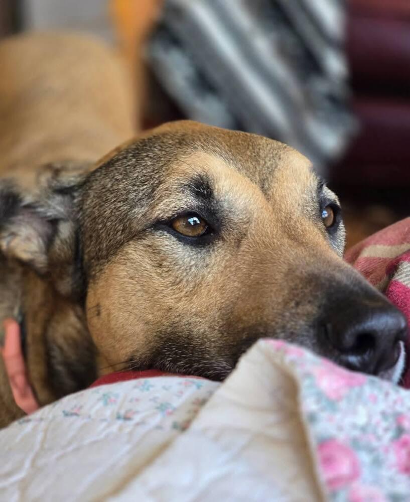 Enlarge Lila, a Adoptable Black Mouth Cur in Anoka, MN image 3/6