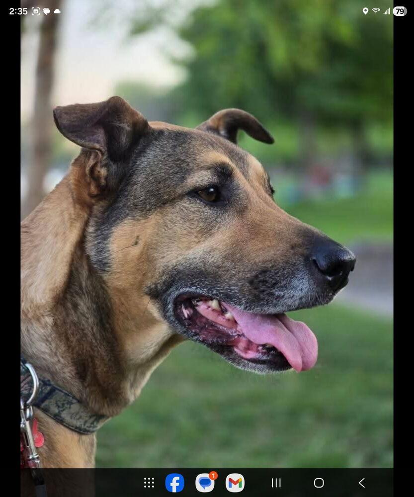Lila, a Adoptable Black Mouth Cur in Anoka, MN image 2/6