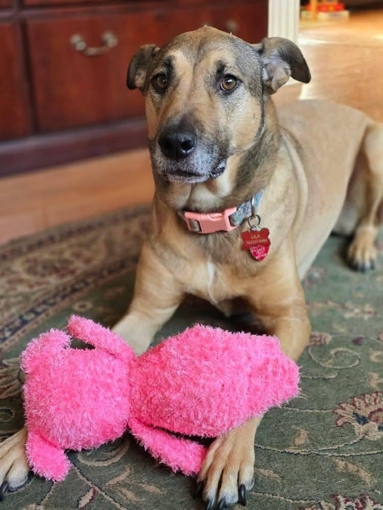 Lila, a Adoptable Black Mouth Cur in Anoka, MN image 3/6