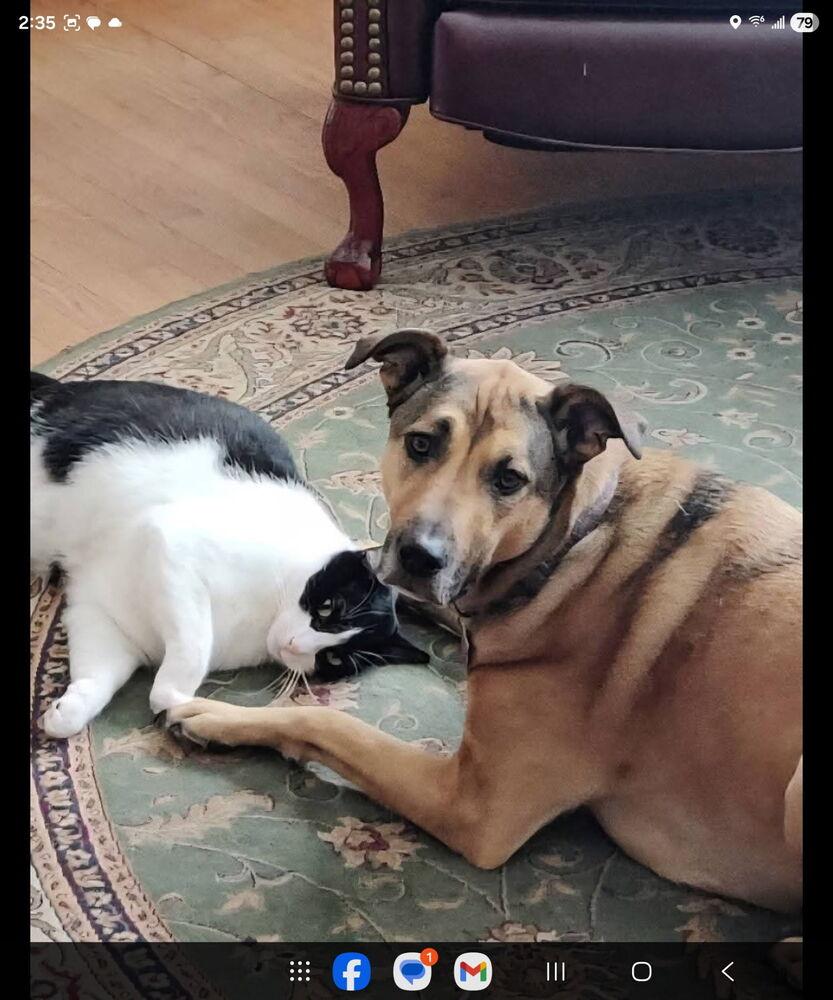 Lila, a Adoptable Black Mouth Cur in Anoka, MN image 5/6