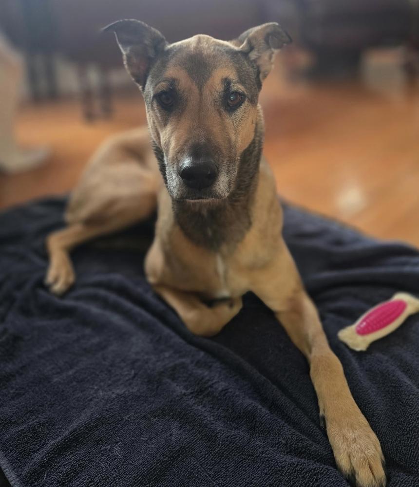 Lila, a Adoptable Black Mouth Cur in Anoka, MN image 6/6