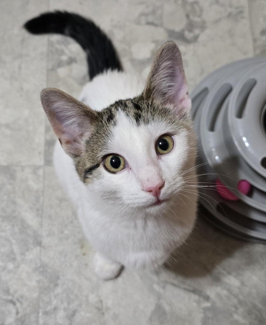 Ares, a Adoptable Domestic Short Hair in Guelph, ON image 1/6