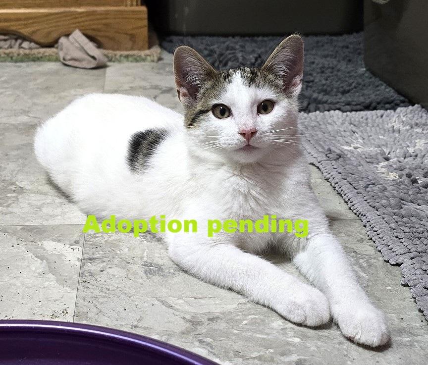 Enlarge Ares, an adopted Domestic Short Hair in Guelph, ON image 1/6