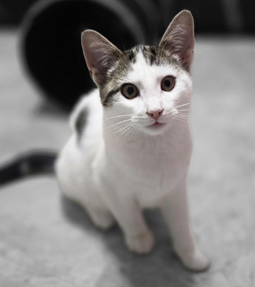 Ares, a Adoptable Domestic Short Hair in Guelph, ON image 2/6