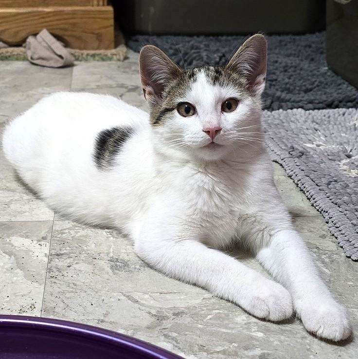 Ares, a Adoptable Domestic Short Hair in Guelph, ON image 3/6