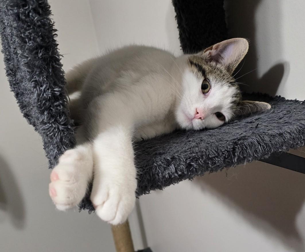 Ares, a Adoptable Domestic Short Hair in Guelph, ON image 4/6