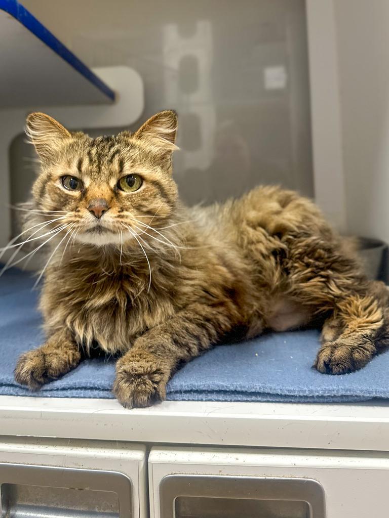 Enlarge Tigger, a Adoptable mixed breed in Springfield, TN image 1/2