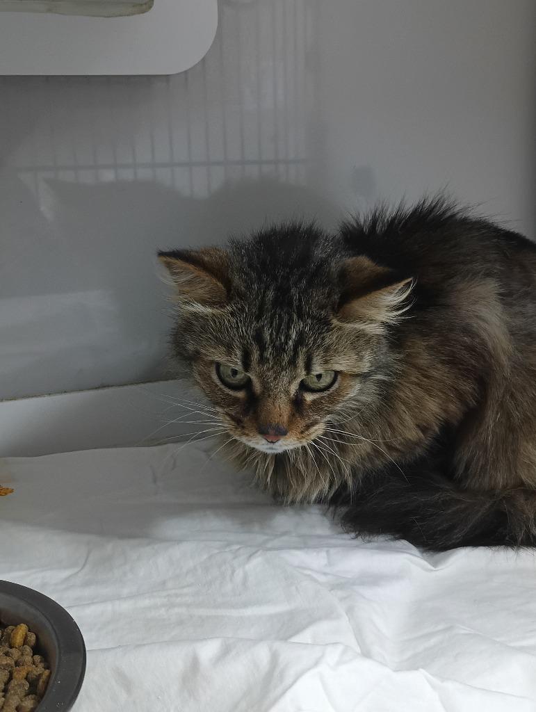 Enlarge Tigger, a Adoptable mixed breed in Springfield, TN image 2/2