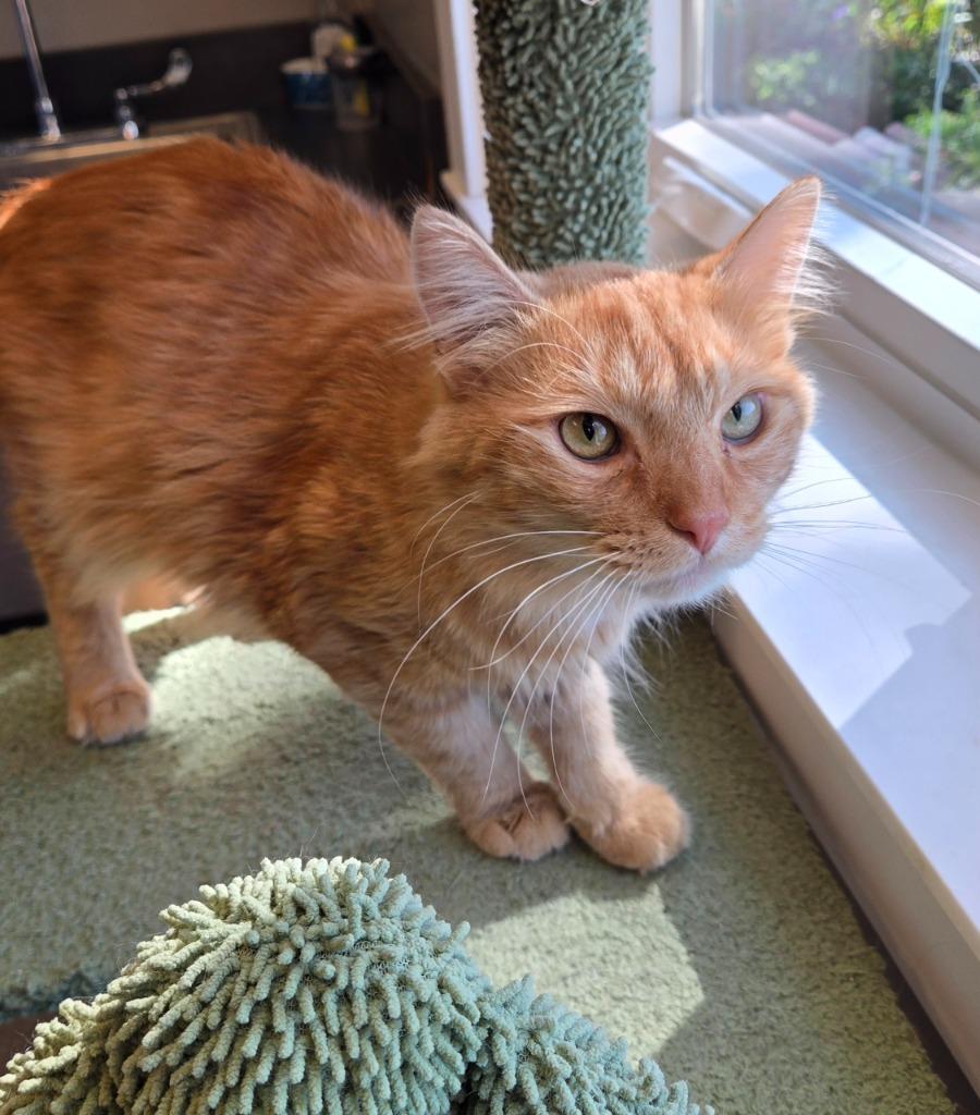 Enlarge Montague, a Adopted mixed breed in Sidney, OH image 1/1