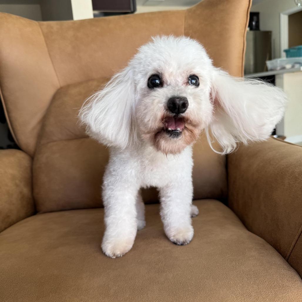 Enlarge Dolores Landingham, a Adoptable mixed breed in Los Angeles, CA image 3/5