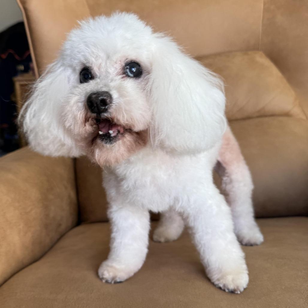Enlarge Dolores Landingham, a Adoptable mixed breed in Los Angeles, CA image 4/5
