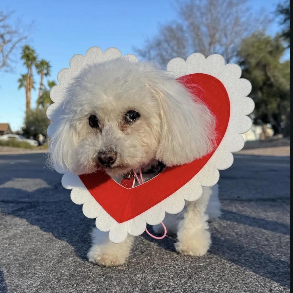 Enlarge Dolores Landingham, a Adoptable mixed breed in Los Angeles, CA image 2/5