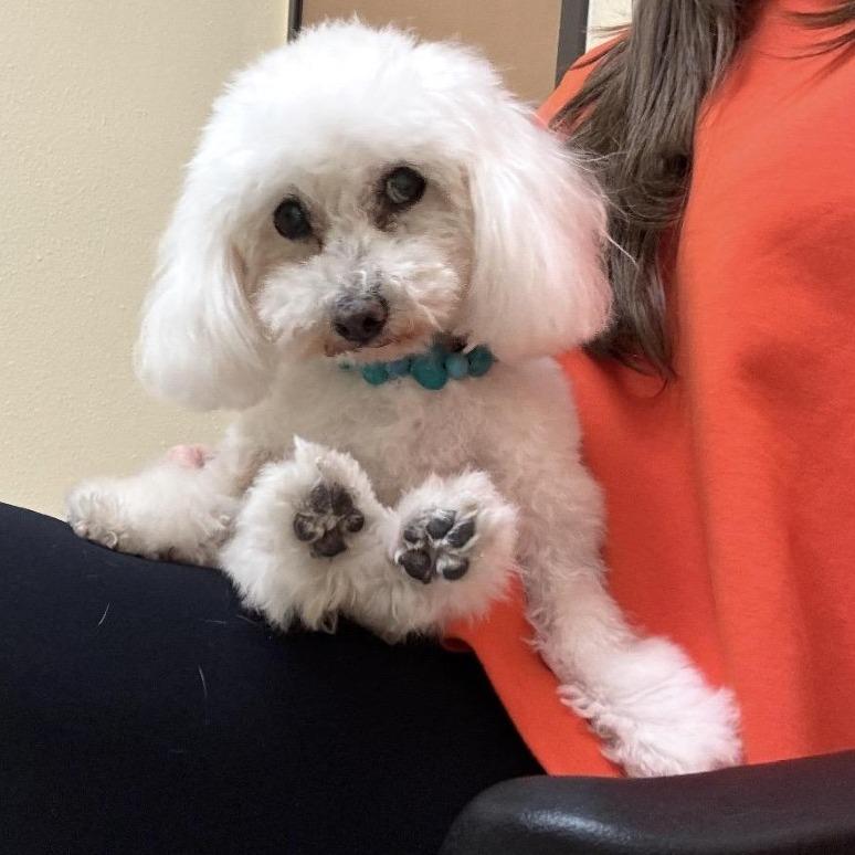 Enlarge Dolores Landingham, a Adoptable mixed breed in Los Angeles, CA image 1/5