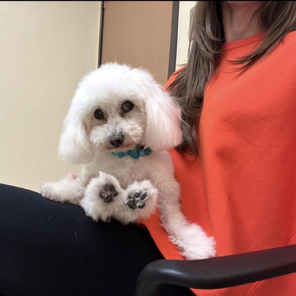 Dolores Landingham, Adoptable, Senior Female Maltese.