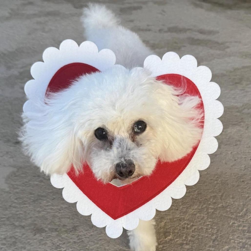 Enlarge Dolores Landingham, a Adoptable mixed breed in Los Angeles, CA image 5/5