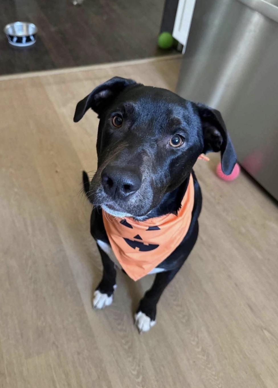 Willie low fee, Adoptable, Adult Male Hound & Labrador Retriever.