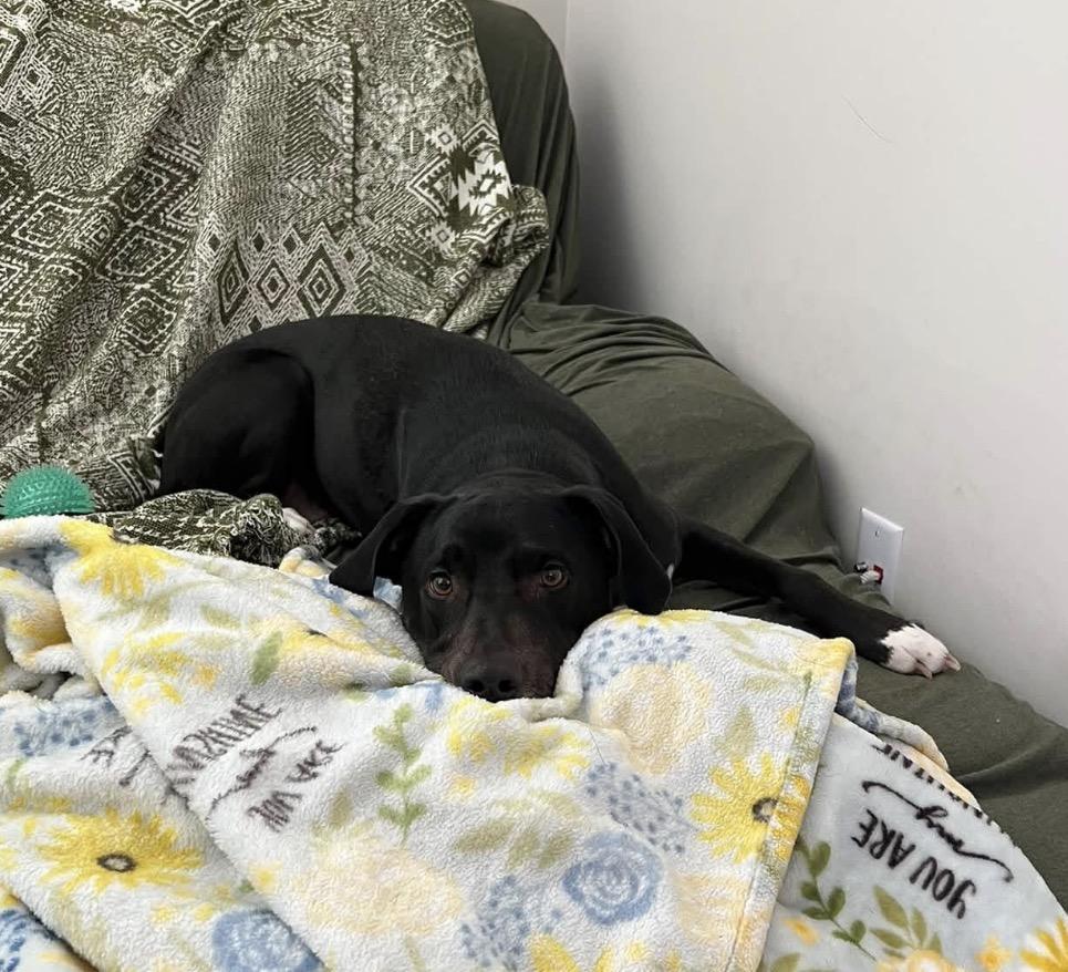 Enlarge Willie low fee, a Adoptable mixed breed in Nashua, NH image 5/6