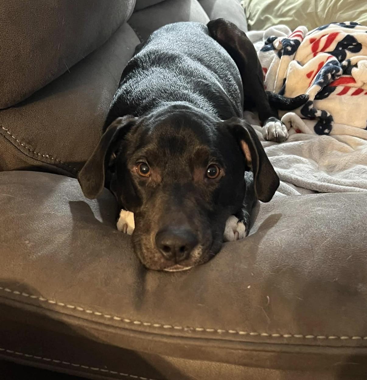 Enlarge Willie low fee, a Adoptable mixed breed in Nashua, NH image 2/6
