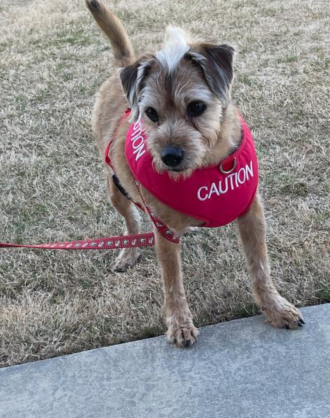 Enlarge Willie, a Adoptable mixed breed in Centerville, GA image 3/4