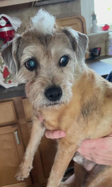 Enlarge Willie, a Adoptable mixed breed in Centerville, GA image 2/4