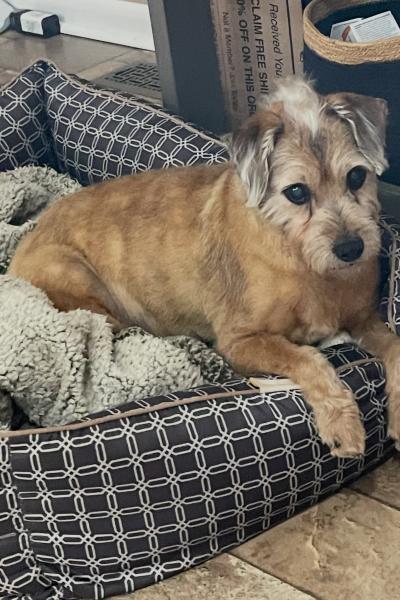 Willie, Adoptable, Senior Male Schnauzer.