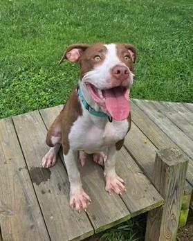 Steve, Adoptable, Young Male Mixed Breed.