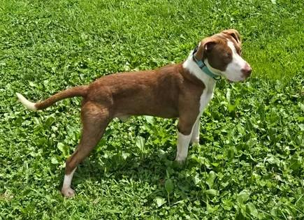 Steve, a Adoptable Mixed Breed in Point Pleasant, WV image 3/3