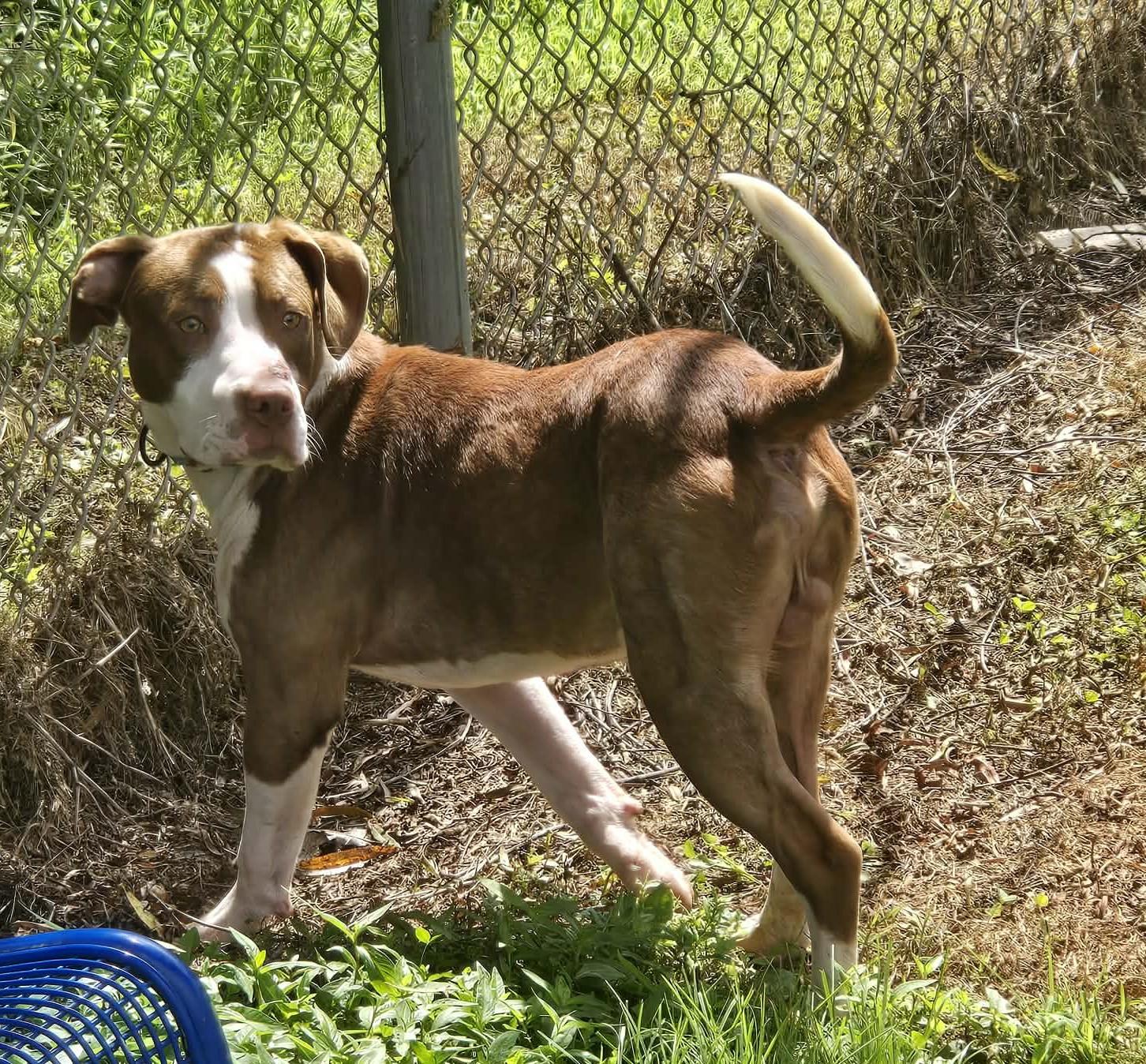 Steve, a Adoptable Mixed Breed in Point Pleasant, WV image 2/3