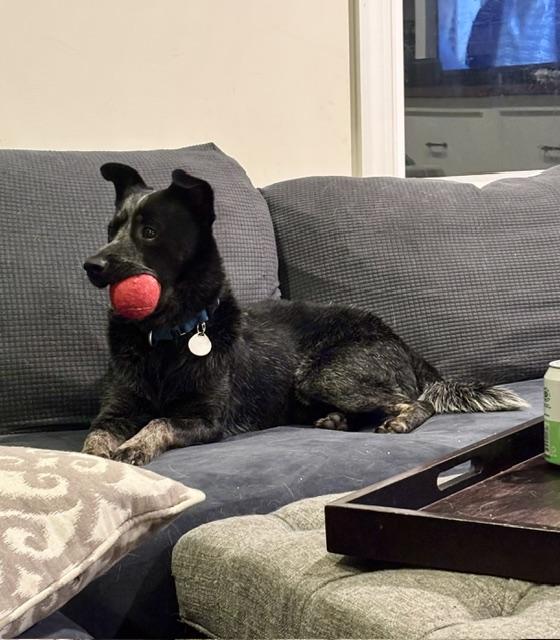 Enlarge Maximus, a Adopted mixed breed in Haymarket, VA image 3/6