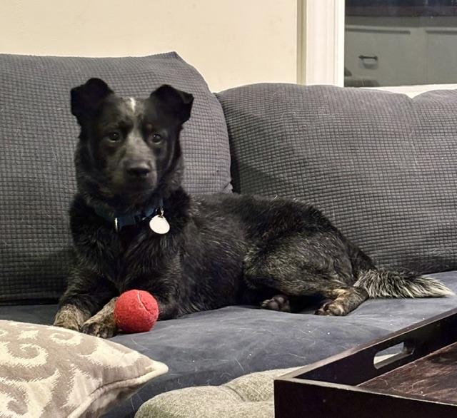 Enlarge Maximus, a Adopted mixed breed in Haymarket, VA image 2/6