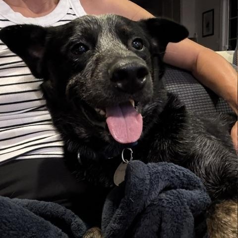 Enlarge Maximus, a Adopted mixed breed in Haymarket, VA image 6/6