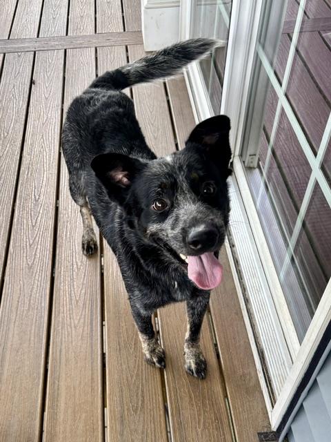 Maximus, Adopted, Young Male Australian Cattle Dog / Blue Heeler.
