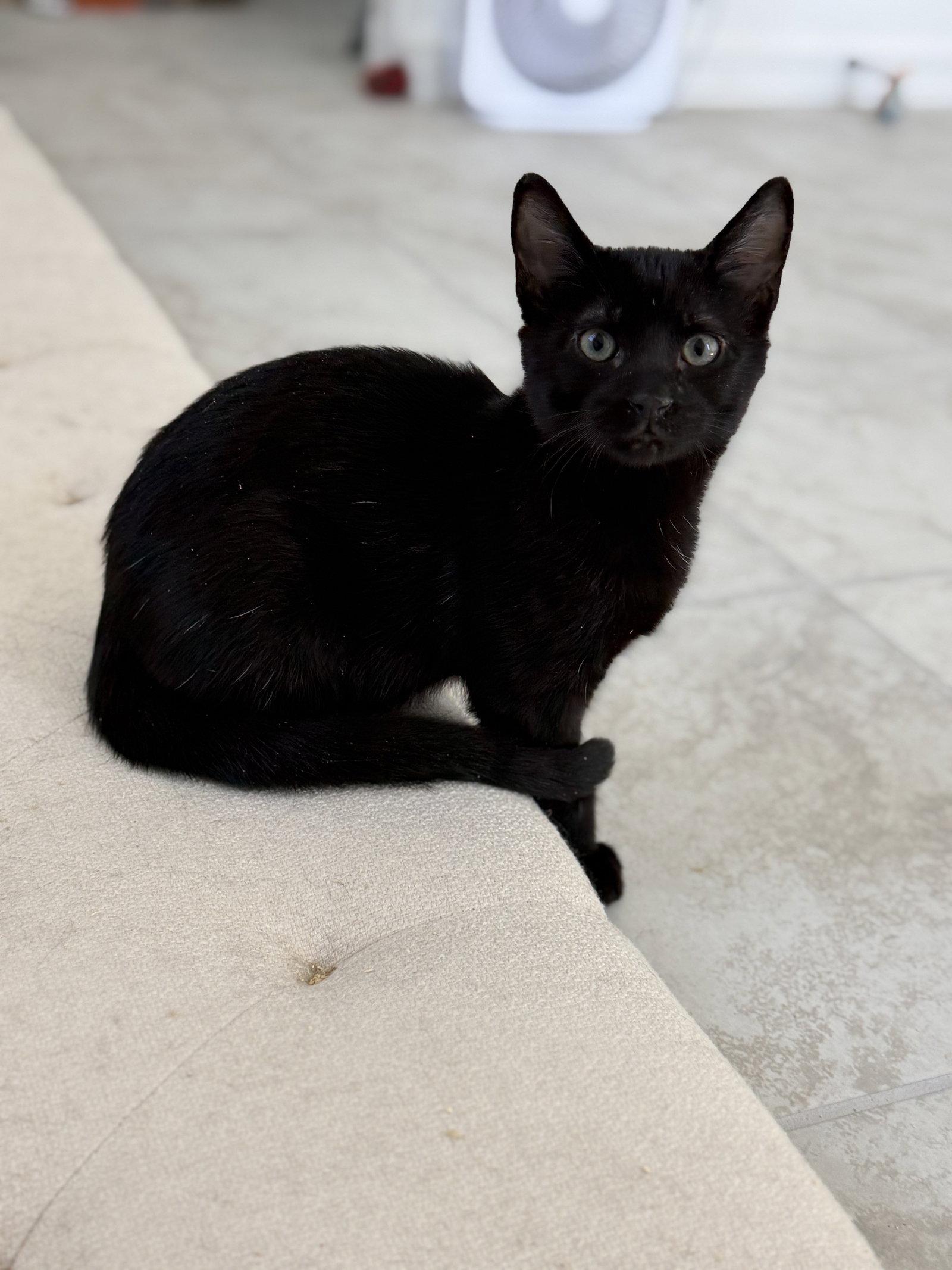 Enlarge Cristiano, a Adopted Domestic Short Hair in Phoenix, AZ image 1/3
