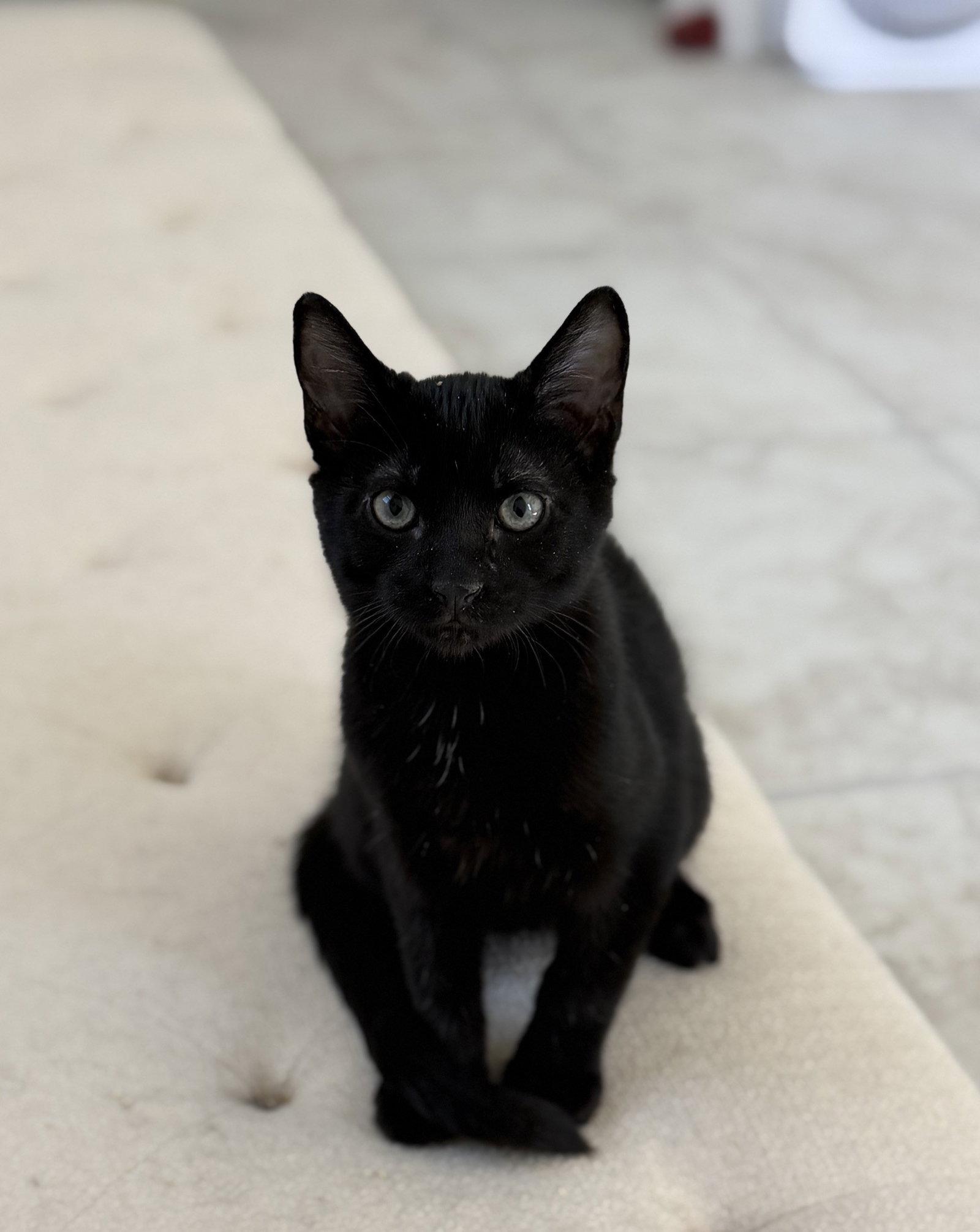 Enlarge Cristiano, a Adopted Domestic Short Hair in Phoenix, AZ image 2/3