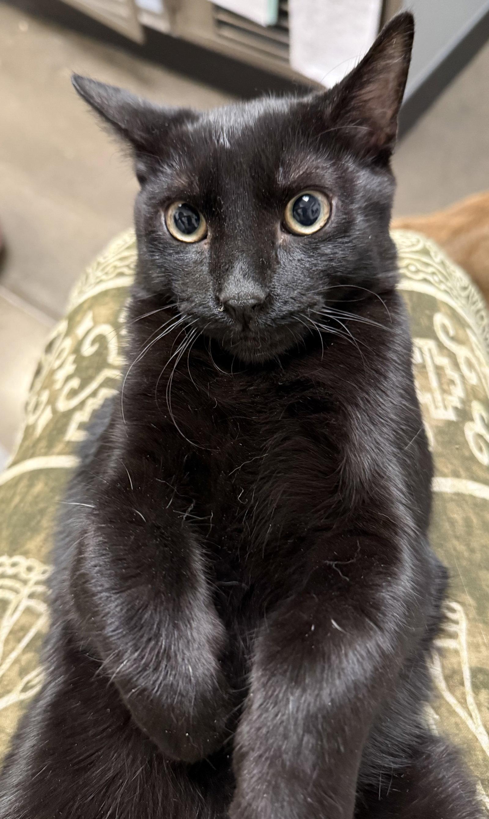 Enlarge Cristiano, a Adopted Domestic Short Hair in Phoenix, AZ image 3/3