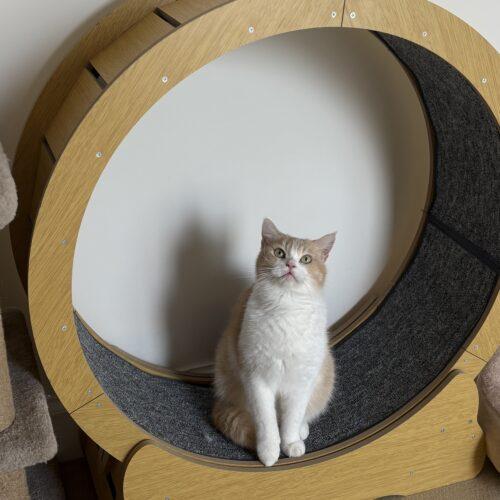 Enlarge TOM, a Adoptable Domestic Short Hair in Toronto, ON image 2/3