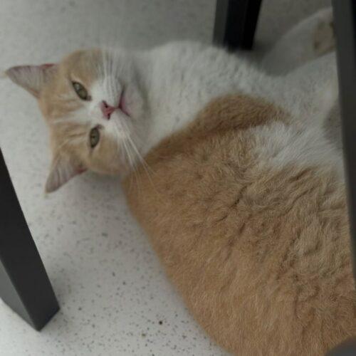 Enlarge TOM, a Adoptable Domestic Short Hair in Toronto, ON image 3/3
