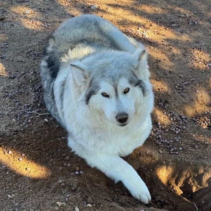Enlarge Eva, a Adoptable mixed breed in Hesperia, CA image 1/1