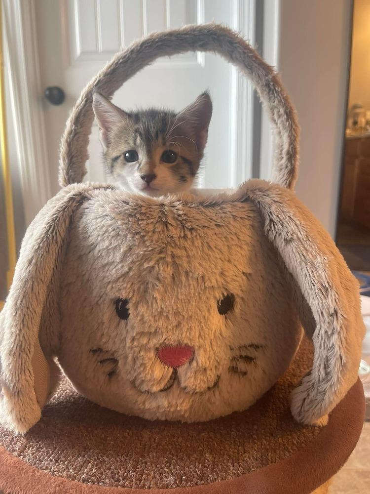 Colt, Adoptable, Kitten Male Domestic Short Hair.