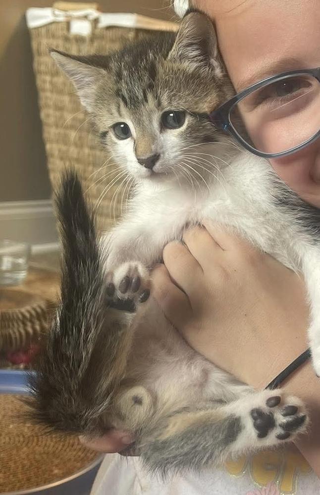 Enlarge Colt, a Adoptable mixed breed in WARNER ROBINS, GA image 2/4