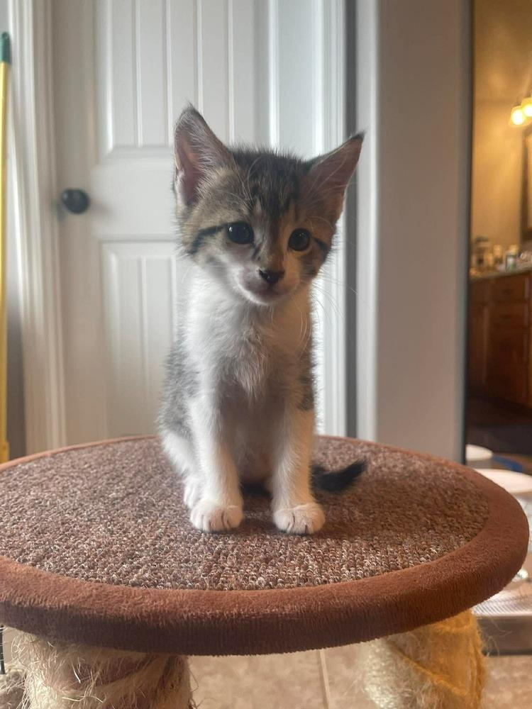 Enlarge Colt, a Adoptable mixed breed in WARNER ROBINS, GA image 3/4