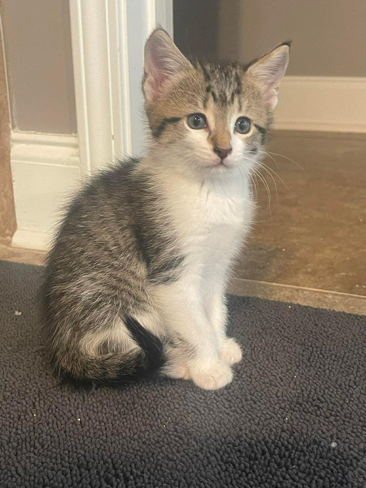 Enlarge Colt, a Adoptable mixed breed in WARNER ROBINS, GA image 4/4