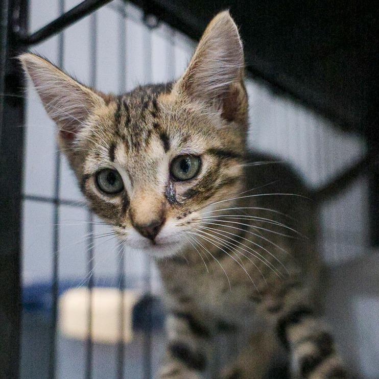 Kool Aid, Adoptable, Kitten Male Domestic Short Hair.