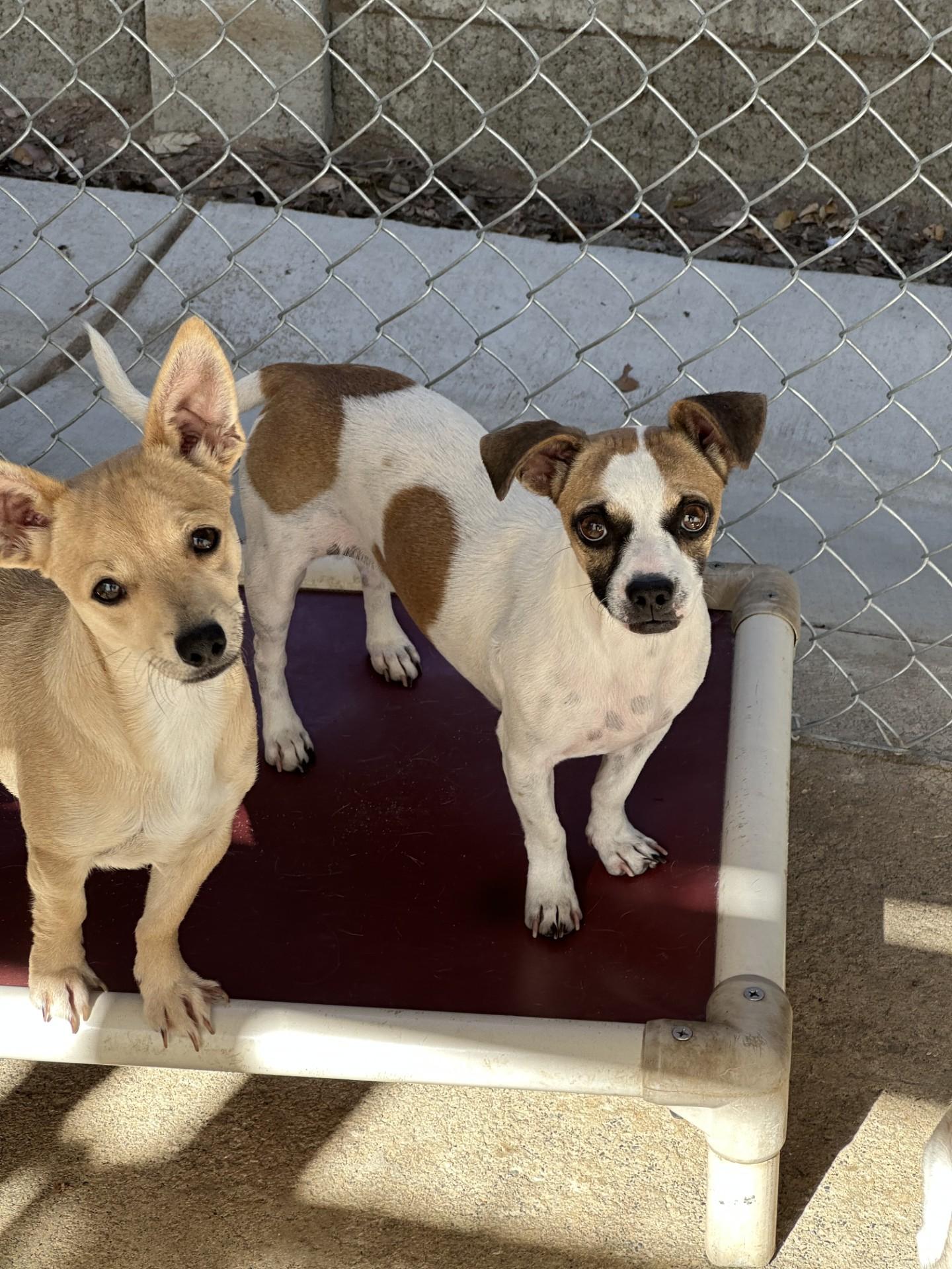 KYLIE, a Adoptable mixed breed in Fresno, CA image 1/5