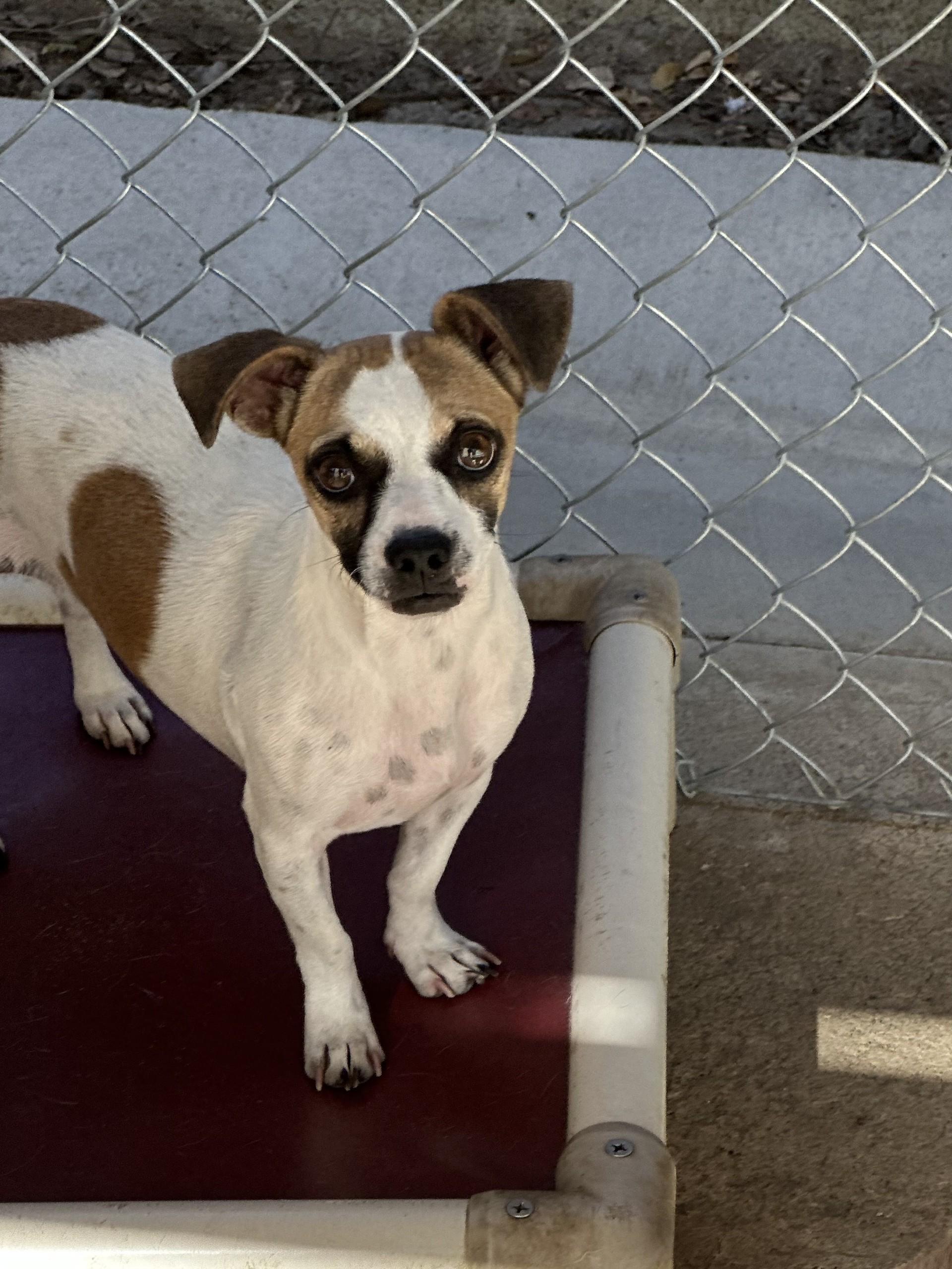 KYLIE, a Adoptable mixed breed in Fresno, CA image 2/5