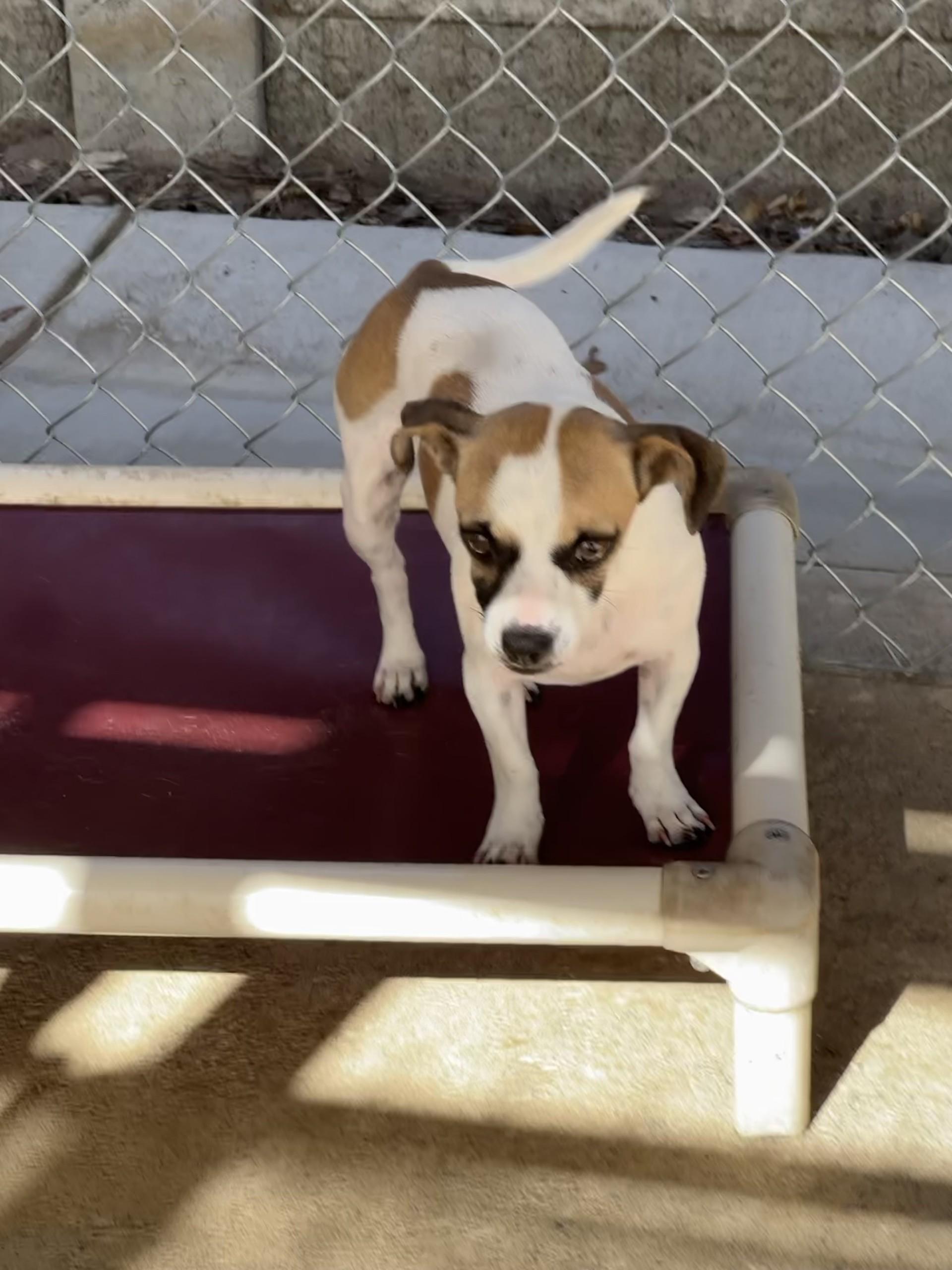 KYLIE, a Adoptable mixed breed in Fresno, CA image 3/5