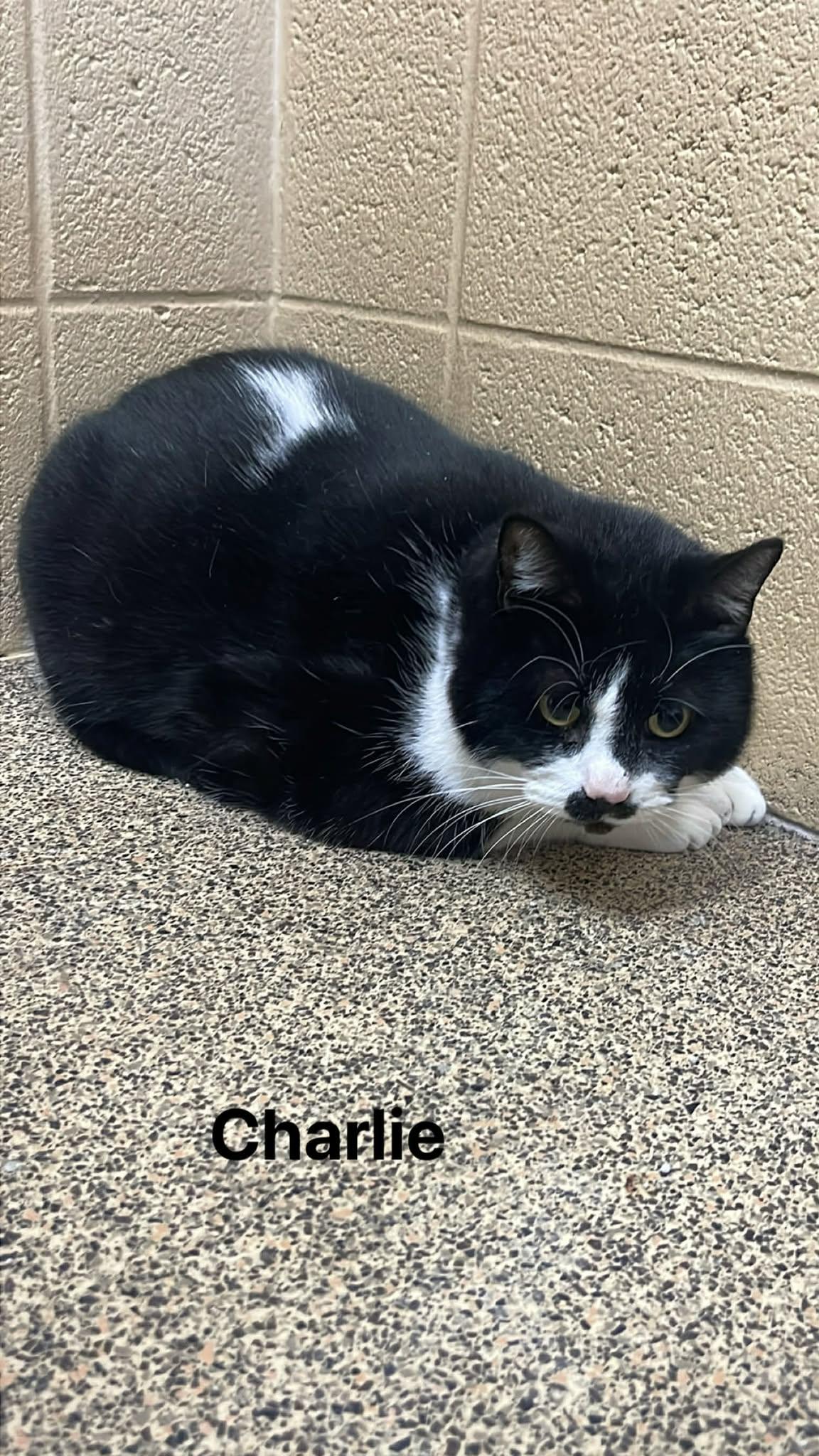 Enlarge Charlie, an adopted Domestic Short Hair in Fort Payne, AL image 1/2