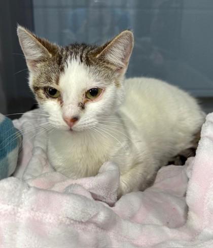 Addie, Adoptable, Adult Female Domestic Short Hair & Domestic Short Hair.