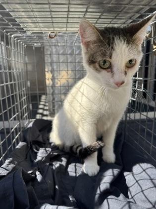 Enlarge Addie, a Adoptable mixed breed in Port Allen, LA image 2/2